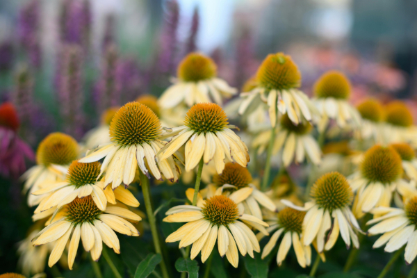 Echinacea (Coneflower)