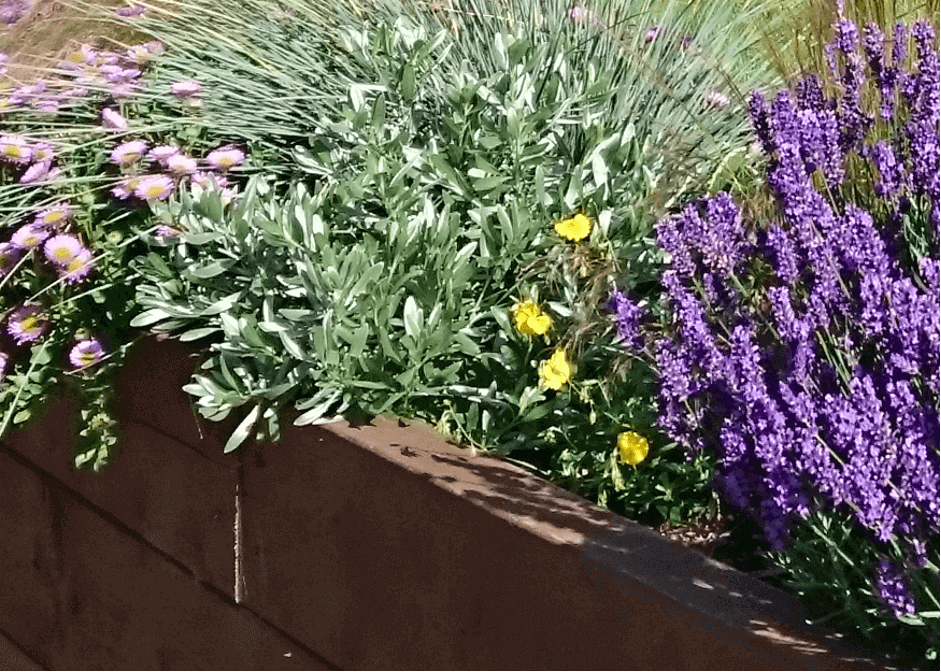 raised plant beds